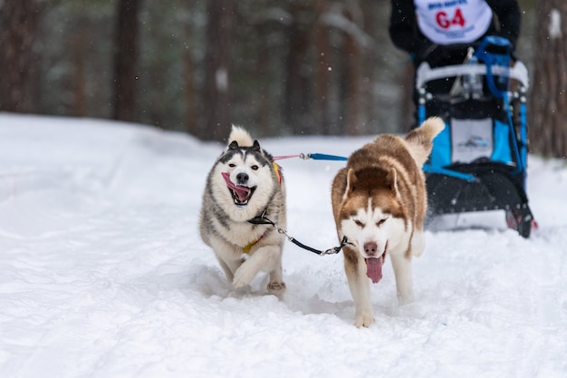 Squadra di cani da slitta husky in corsa imbracatura e tiratore di cani