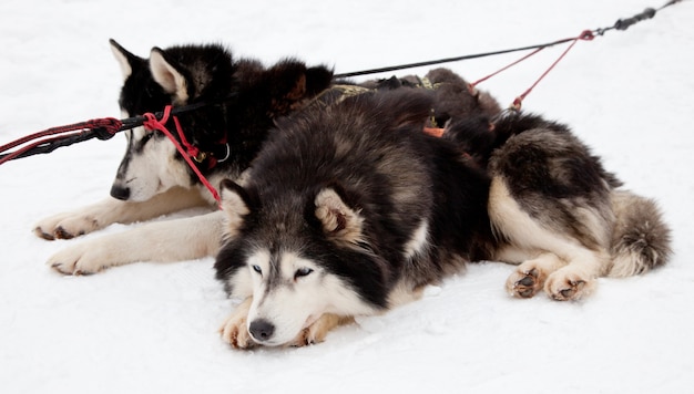 Squadra Husky