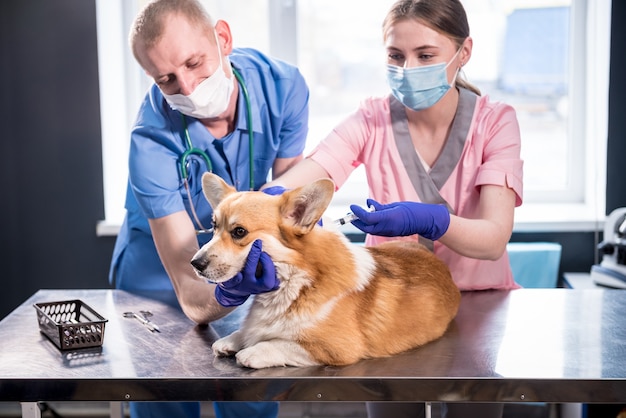 Squadra veterinaria che dà il vaccino al cane corgi