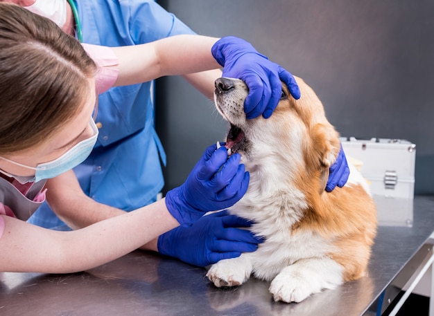 Squadra veterinaria che esamina i denti e la bocca di un cane corgi malato