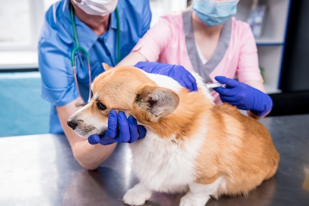 Squadra veterinaria che somministra il vaccino al cane corgi