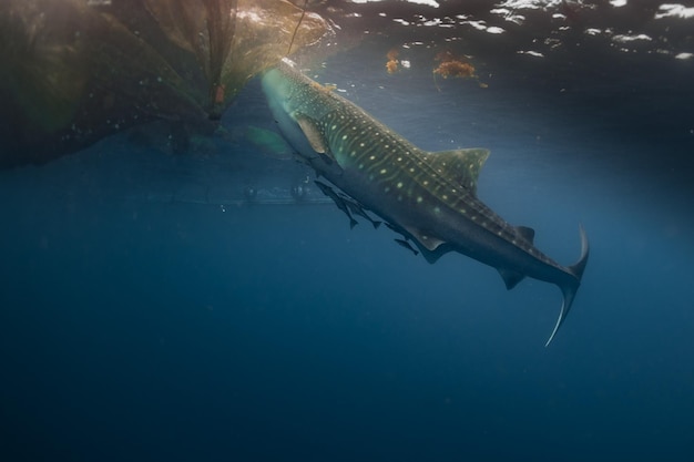 Squalo balena sott'acqua che si avvicina a una rete da pesca