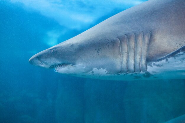 Squalo che nuota in acquario