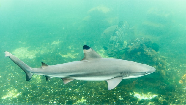 Squalo della scogliera di Blacktip in carro armato all&#39;acquario