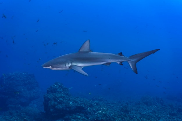 Squalo delle Galapagos nel blu