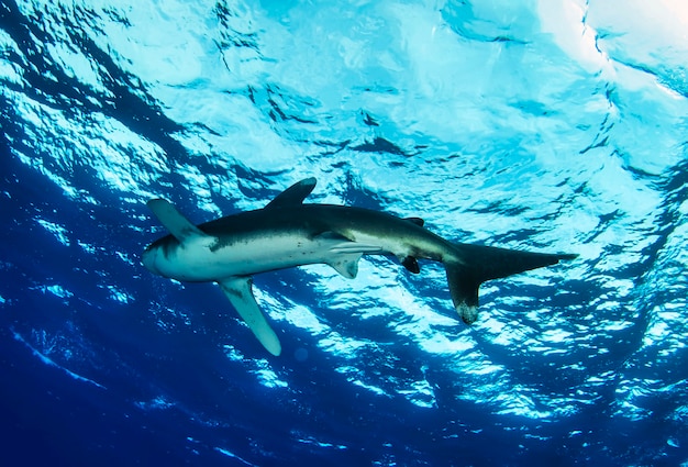 Squalo longimano oceanico. Carcharhinus longimanus che nuota nel Mar Rosso. Squali allo stato brado. Vita marina sott'acqua nell'oceano blu. Osservazione mondo animale. Avventura subacquea in Mar Rosso, costa africana