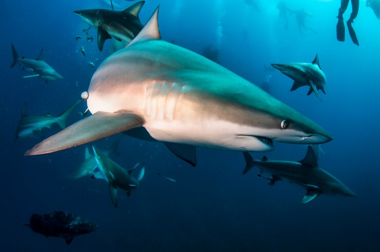 Squalo pinna nera che nuota in subacquei tropicali. Squali nel mondo sottomarino. Osservazione del mondo animale. Avventura subacquea nella costa sudafricana di RSA