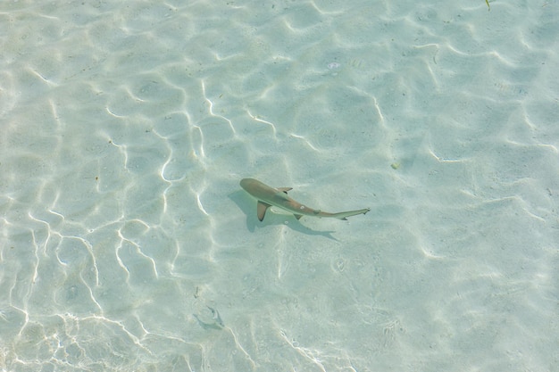 Squalo pinna nera nella laguna delle Maldive, acqua di mare poco profonda e limpida. Squalo dalla punta nera nell'Oceano Indiano