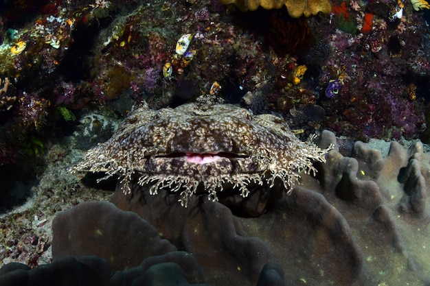 Squalo tappeto - Wobbegong con nappe - Eucrossorhinus dasypogon. Raja Ampat, Indonesia.