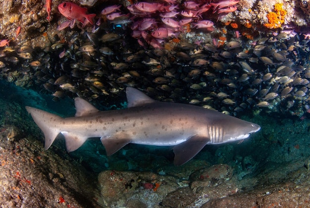 Squalo tigre della sabbia Carcharias taurus in una grotta con un banco di piccoli pesci