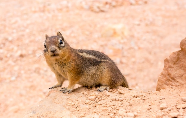 Squirell a terra sulla superficie del suolo sabbioso