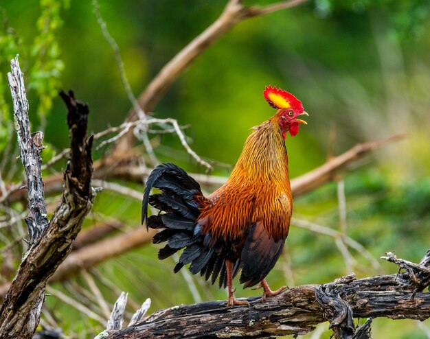 Sri Lanka Junglefowl sta camminando per terra nella giungla