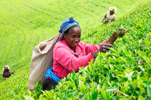Sri Lanka Nuwara Eliya Mackwoods Labookellie piantagione di tè Raccoglitori di tè al lavoro