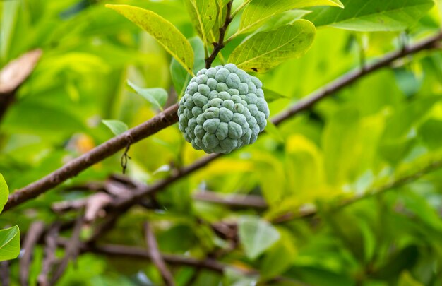 Srikaya o Sugar apple o dolce sop Annona squamosa un frutto tropicale del genere Annona