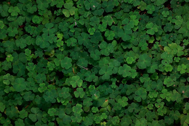 st. sfondo verde di patrick foglie di erba Irlanda primavera