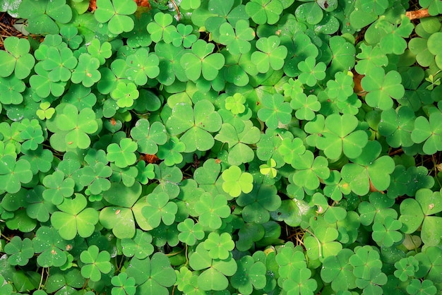 st. sfondo verde di patrick foglie di erba Irlanda primavera