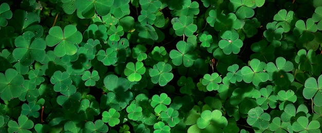 st. sfondo verde di patrick foglie di erba Irlanda primavera