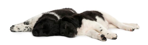 Stabyhoun puppies lying down together resting isolated on white