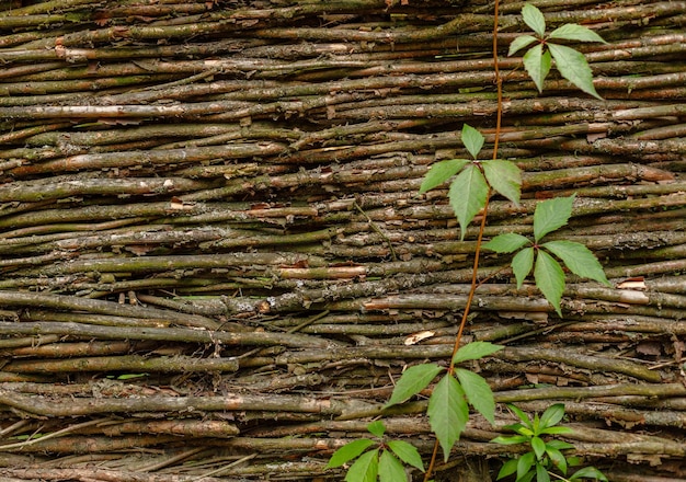 Staccionata in legno. Texture da rami di legno. vite intrecciata