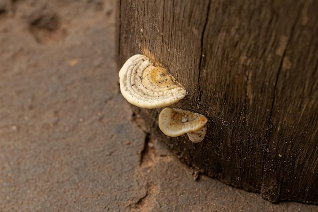 Staffa piccola funghi