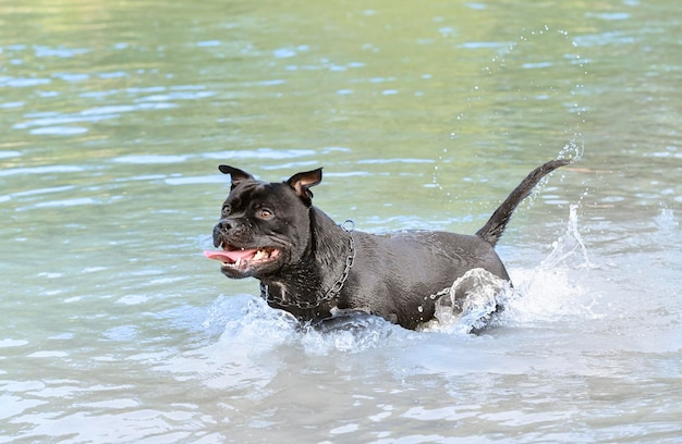 Staffie che nuota nel fiume