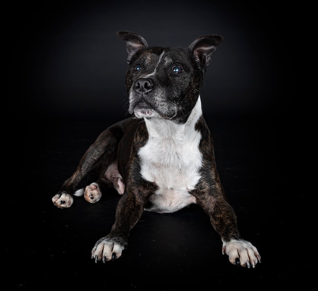 Staffordshire bull terrier davanti al muro nero