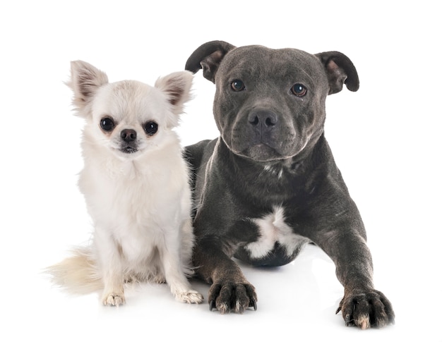 Staffordshire bull terrier e chihuahua