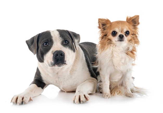 Staffordshire bull terrier e chihuahua