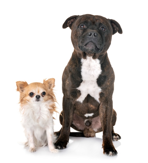 Staffordshire bull terrier e chihuahua