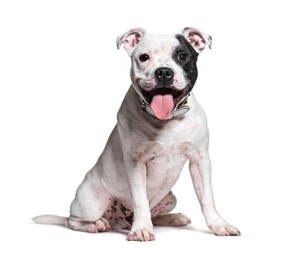 Staffordshire bull terrier seduto e ansimando su uno sfondo bianco