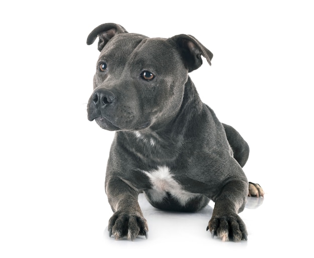 Staffordshire bull terrier