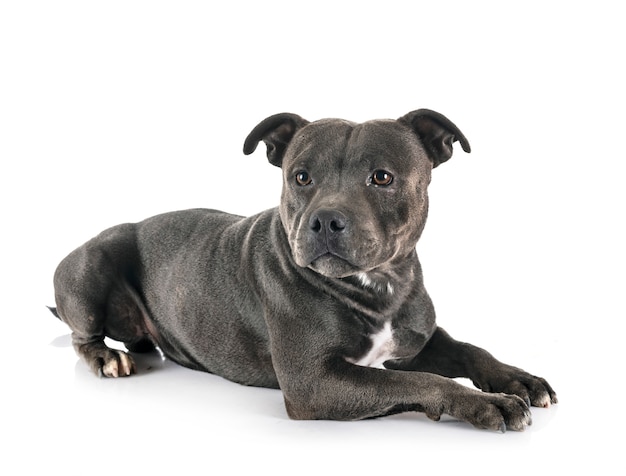 Staffordshire bull terrier