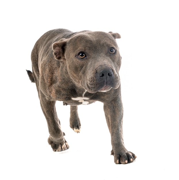 Staffordshire bull terrier