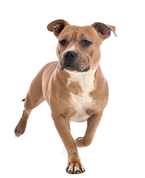 Staffordshire bull terrier