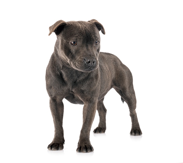 Staffordshire bull terrier