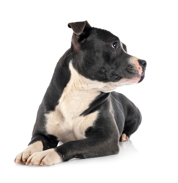 Staffordshire Bull Terrier