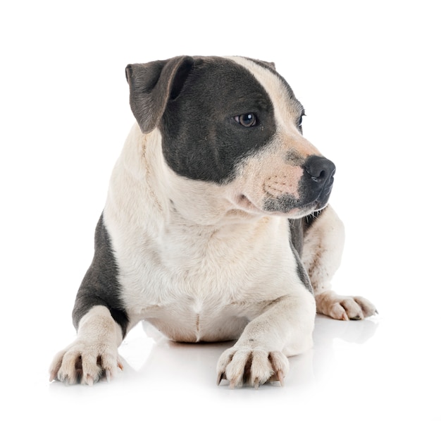 Staffordshire bull terrier