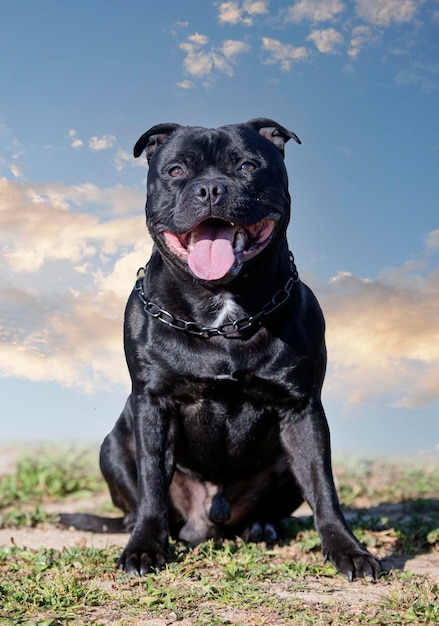 Staffordshire Bull Terrier