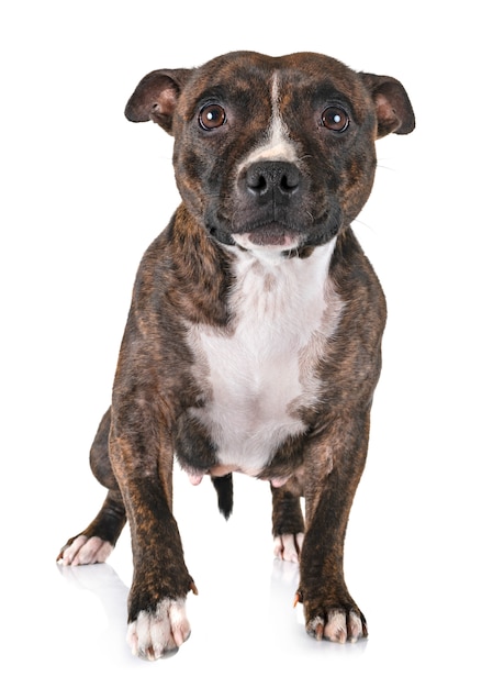 Staffordshire bull terrier