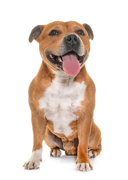 Staffordshire bull terrier