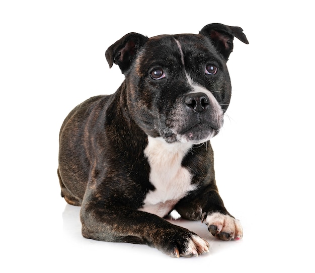 Staffordshire bull terrier