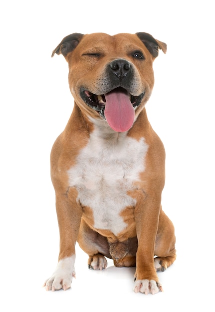 Staffordshire bull terrier