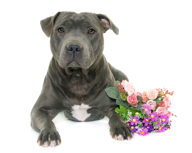 Staffordshire bull terrier