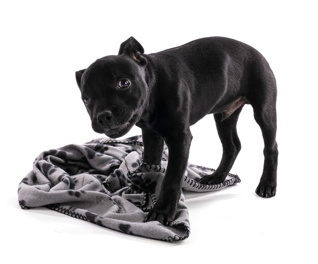 Staffordshire cucciolo nero in piedi con coperta su bianco