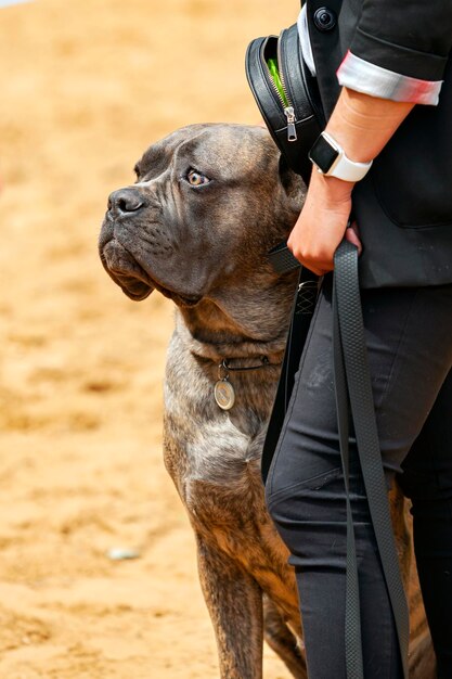 Staffordshire terrier al primo piano della mostra