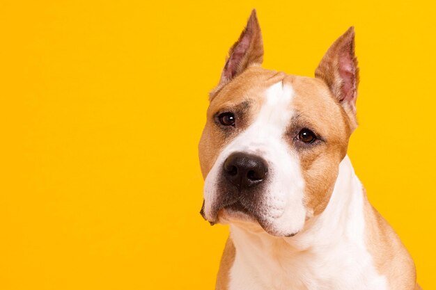 Staffordshire terrier americano su sfondo giallo