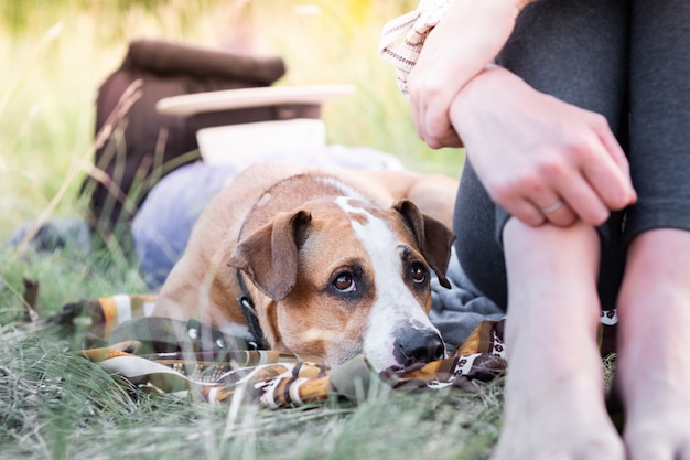 staffordshire terrier cucciolo si sdraia vicino a una donna e guarda in alto