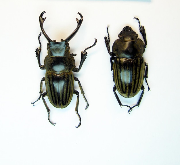 Stag beetle Odontolabis cephalotes isolati su bianco primo piano. Lucanidi. Collezione coleotteri Insetto