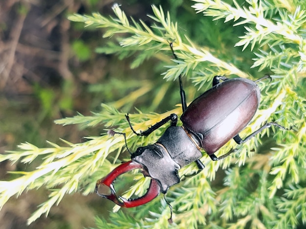 Stag beetle su un ramo di thuja in primavera nel primo piano del giardino