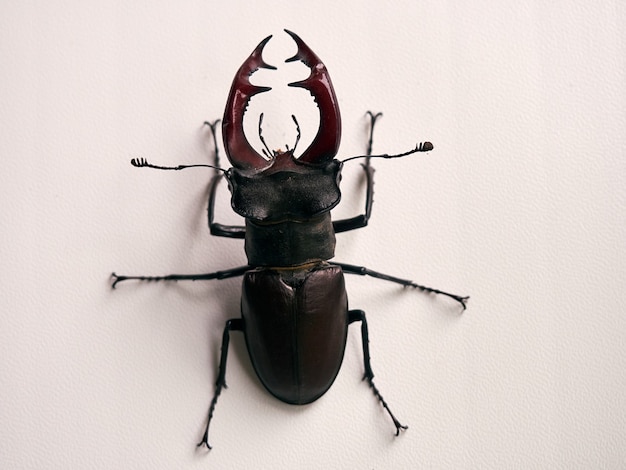 Stag beetle su uno sfondo bianco.